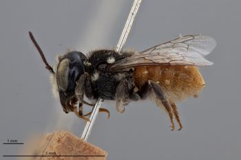 Media type: image;   Entomology 788762 Aspect: habitus lateral view